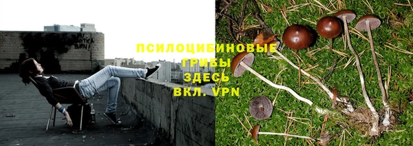 шишки Богородицк